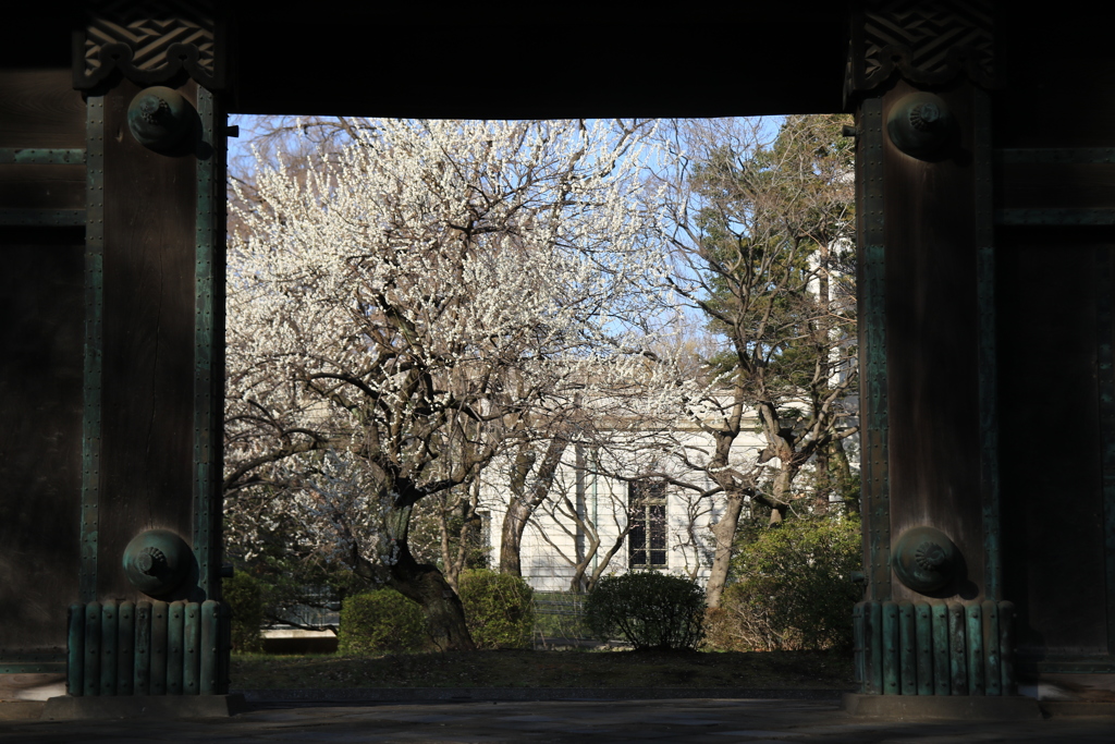 お散歩スナップ