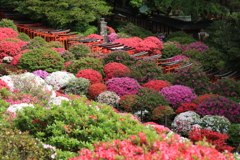 根津神社つつじ祭り