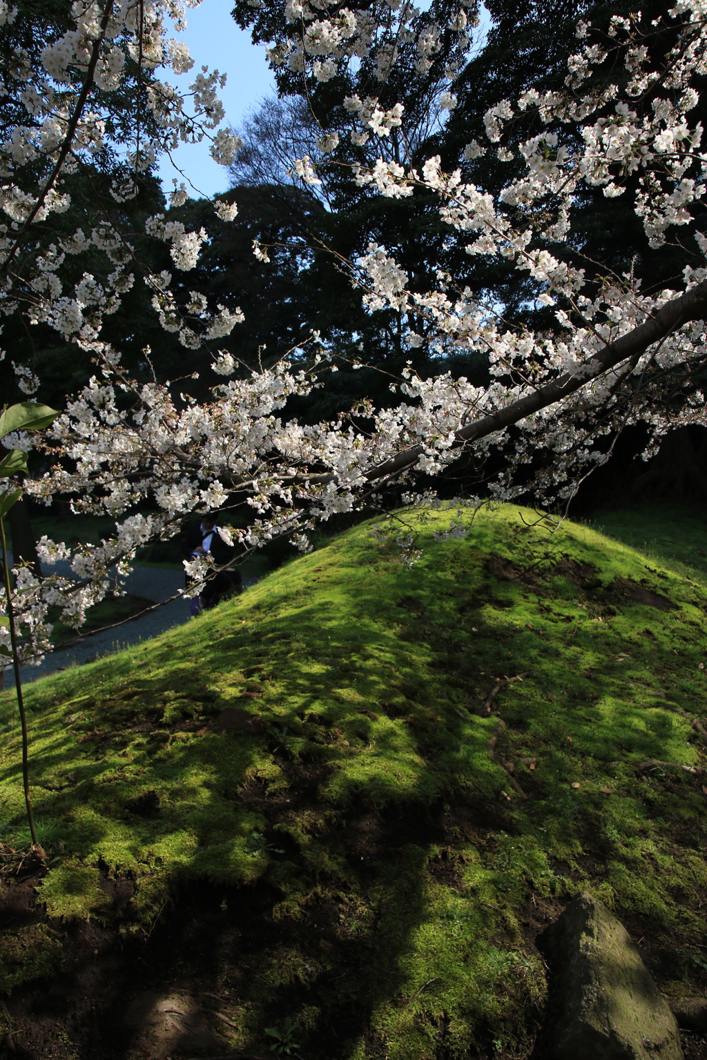 桜・芝離宮庭園