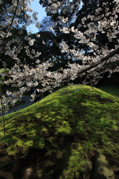 桜・芝離宮庭園