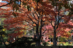 今年の日比谷公園も良い感じ