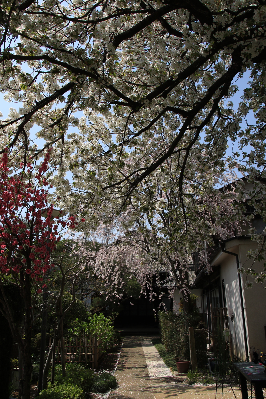 桜・谷中