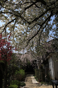 桜・谷中
