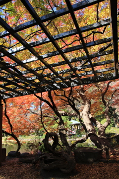 日比谷公園・紅葉2016