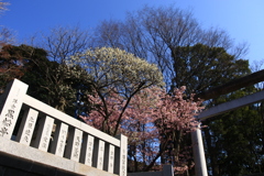 上野公園も春の陽気