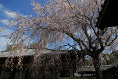 桜・谷中霊園
