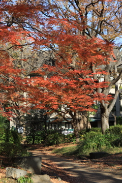 日比谷公園・紅葉2016