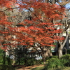 日比谷公園・紅葉2016