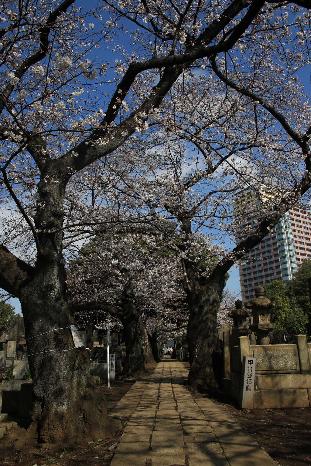 桜・谷中霊園