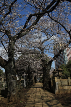 桜・谷中霊園