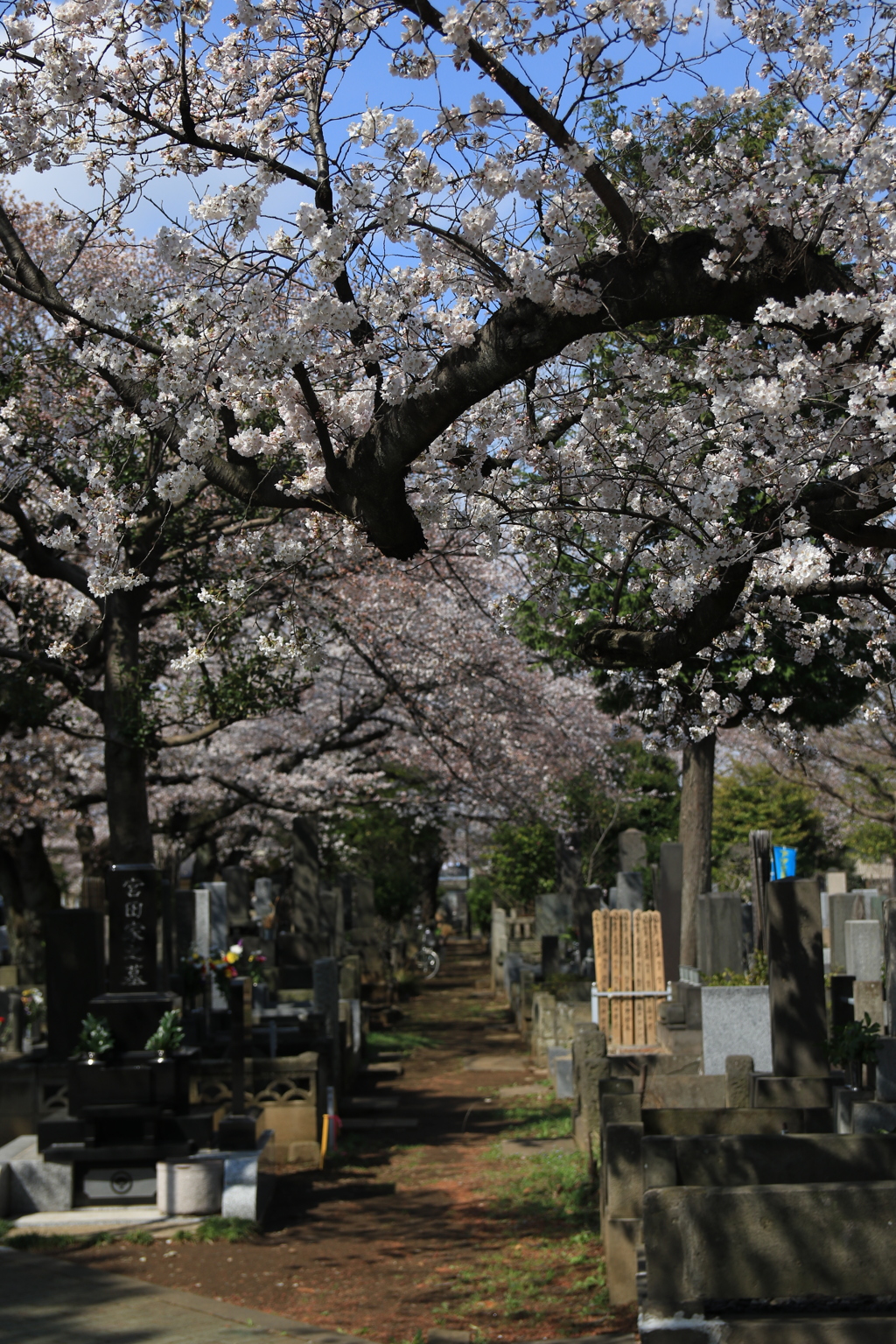 桜・谷中霊園