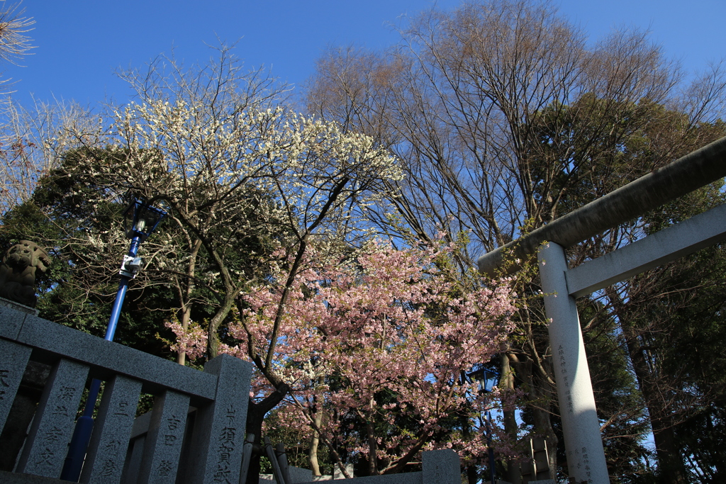 お散歩スナップ