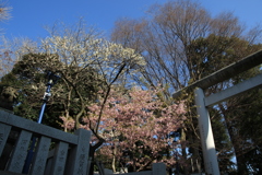 お散歩スナップ