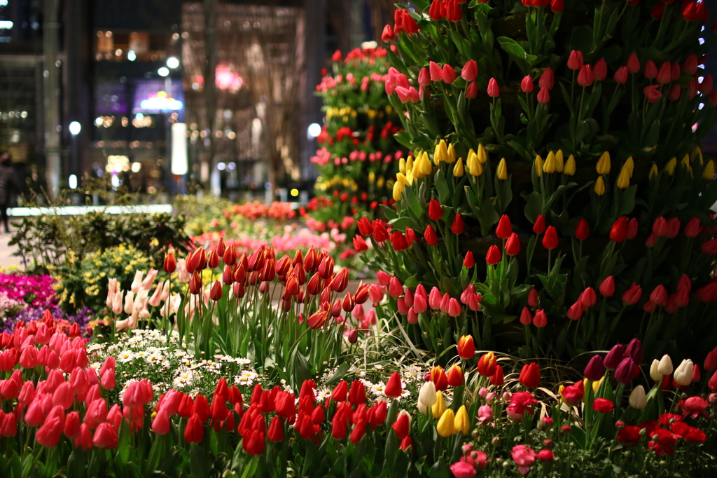 夜の街でチューリップ