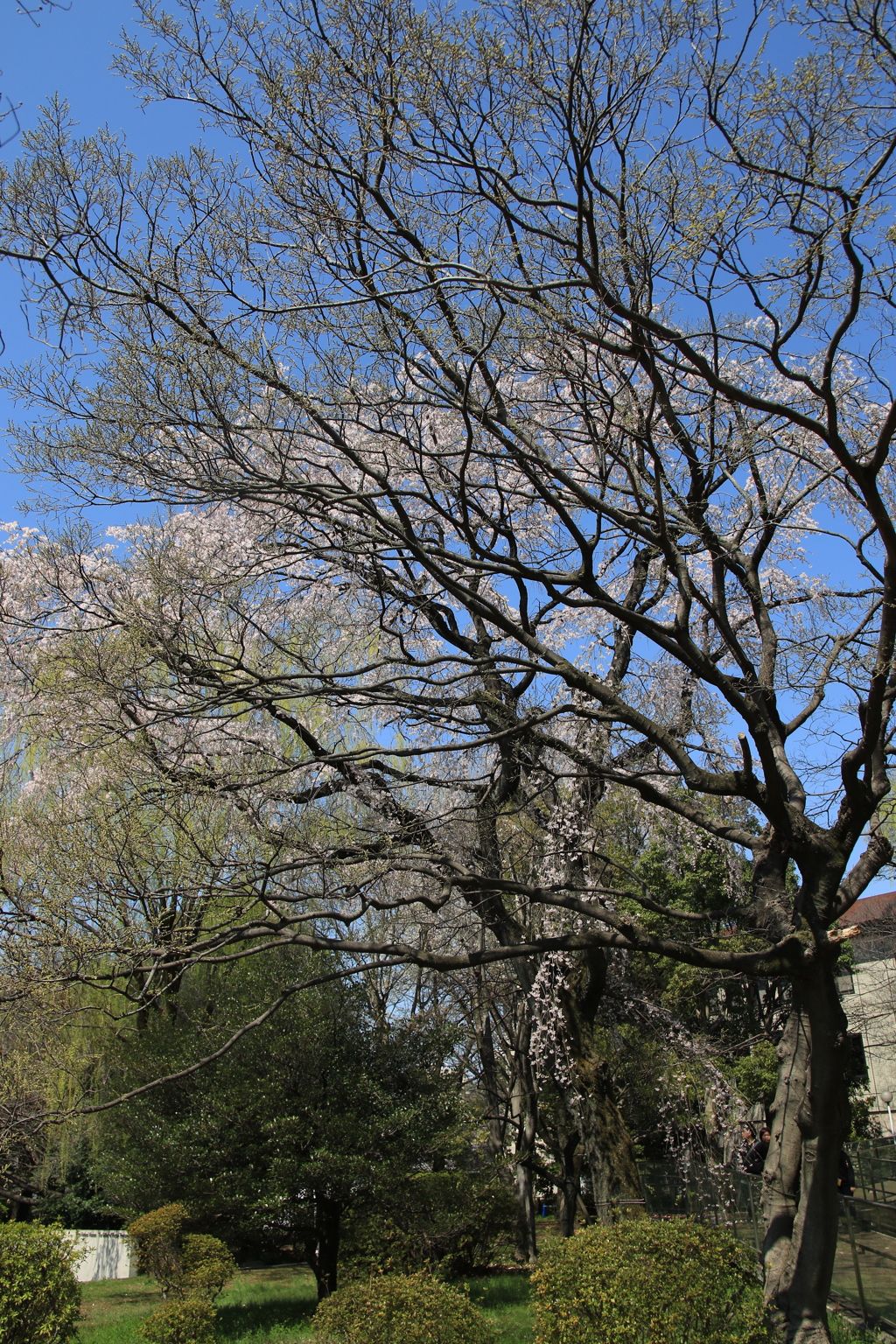 桜・国立博物館