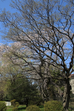 桜・国立博物館
