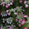 紫陽花