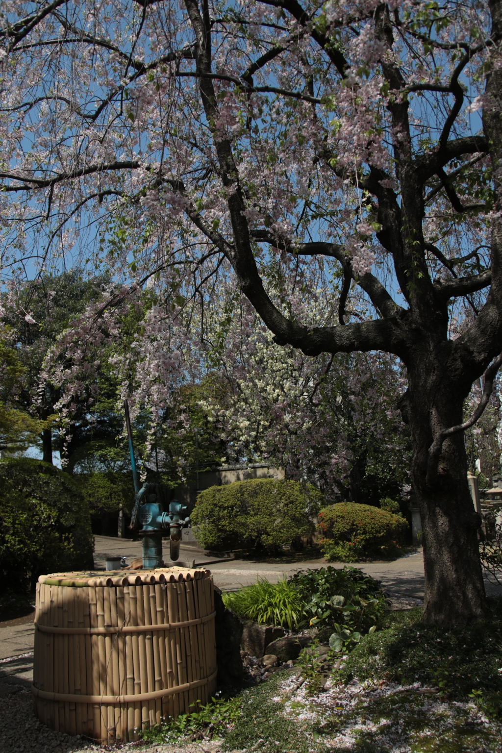 桜