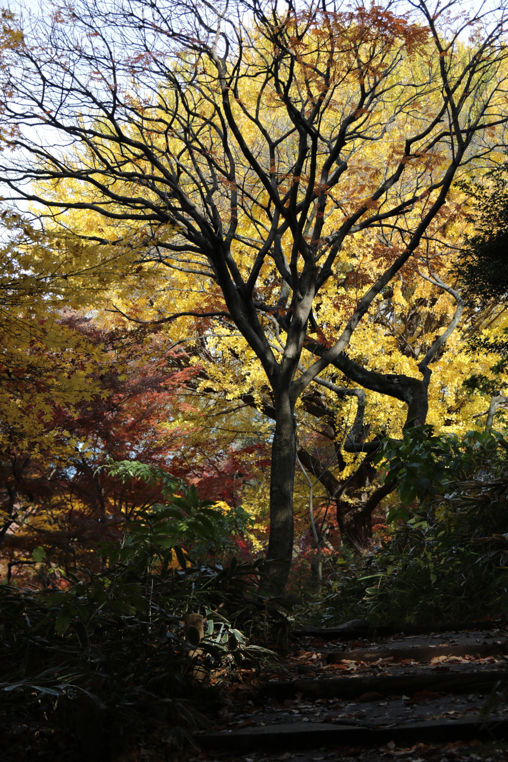 六義園