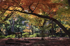 日比谷公園・紅葉2016