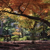 日比谷公園・紅葉2016