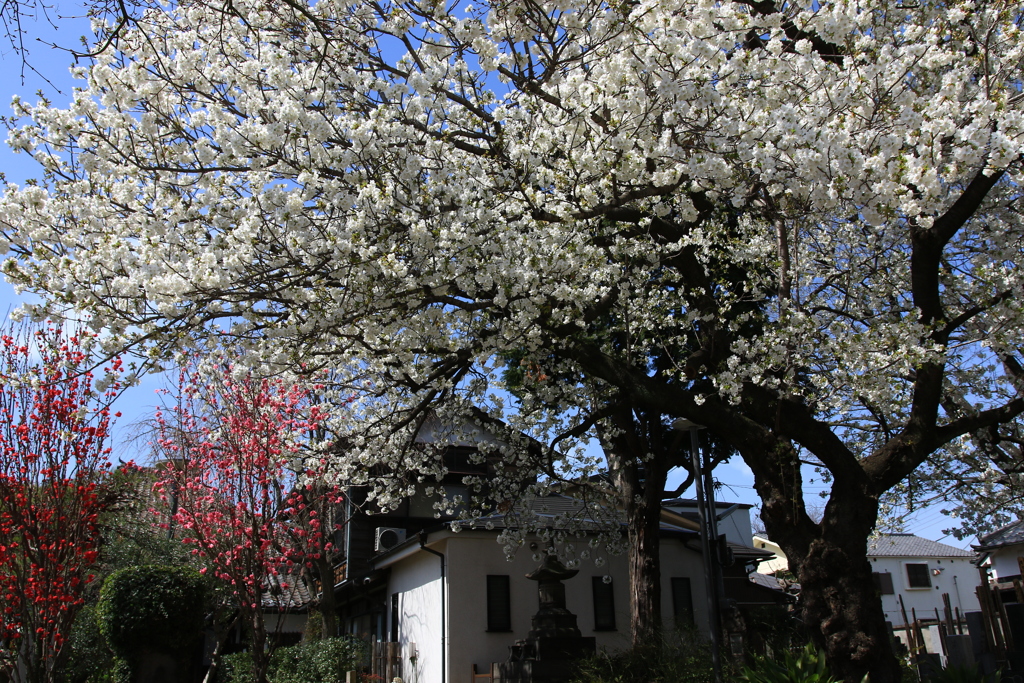 上野・谷中周辺の桜