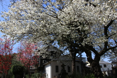 上野・谷中周辺の桜