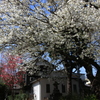 上野・谷中周辺の桜