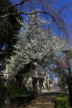 近所の桜