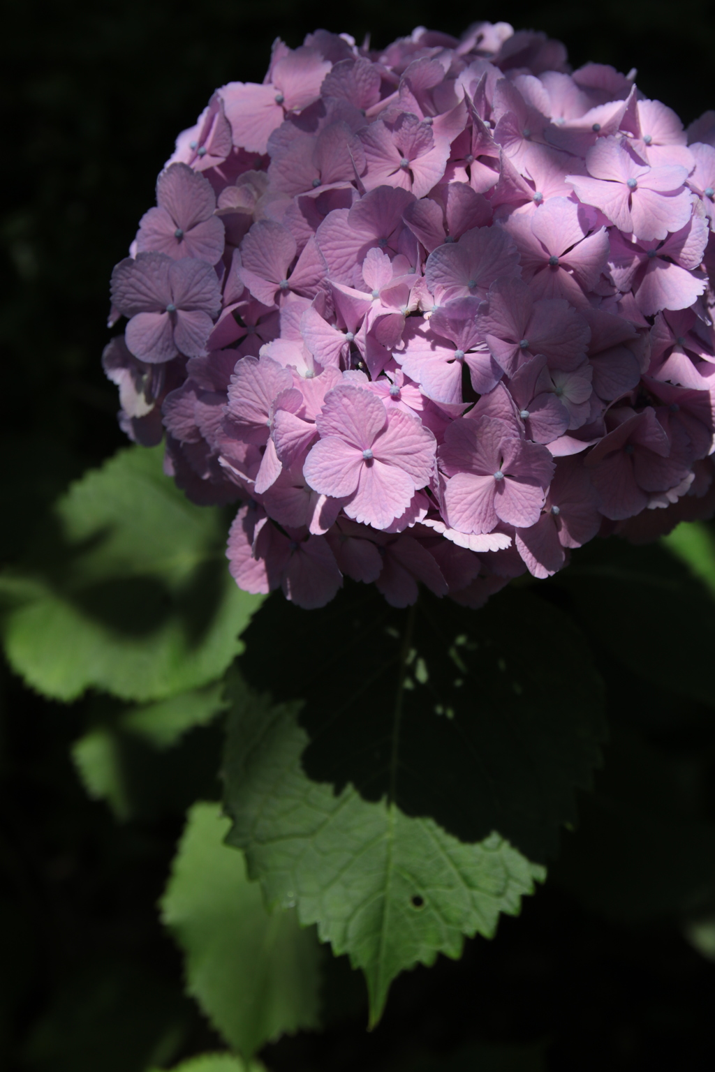 紫陽花