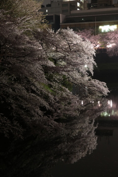 千鳥ヶ淵