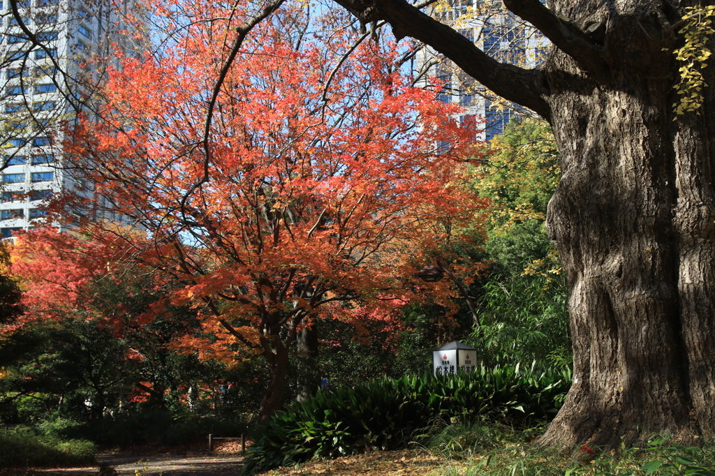 日比谷公園2015-6