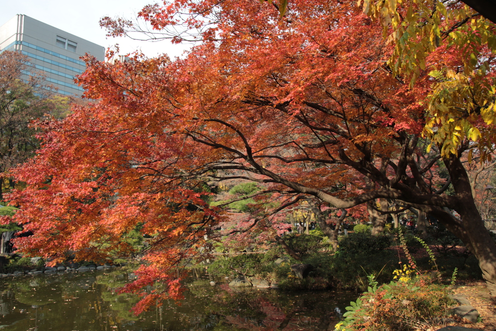 日比谷公園・紅葉2016