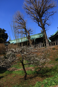 湯島大聖堂の梅