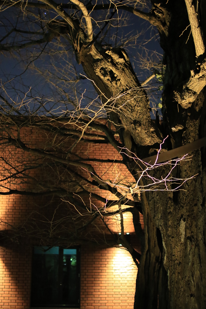 上野恩賜公園　　妖艶な木