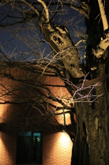 上野恩賜公園　　妖艶な木