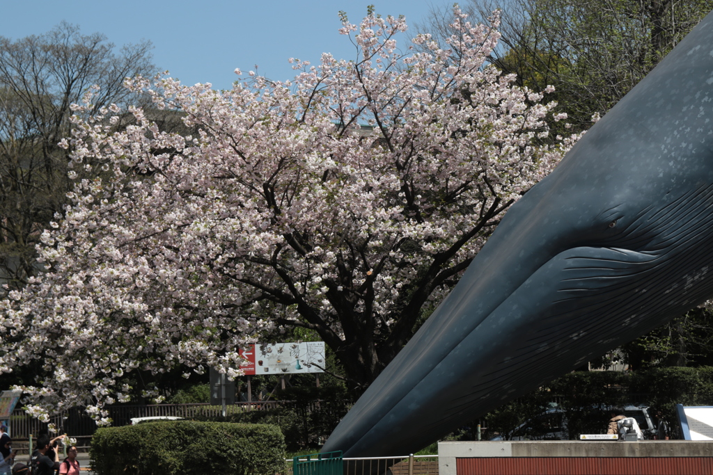 桜