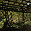 日比谷公園にも秋降りる