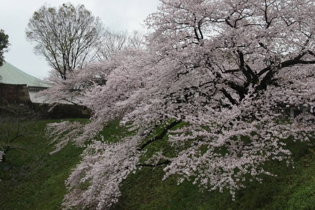 千鳥ヶ淵