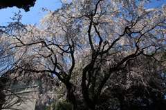桜・国立博物館
