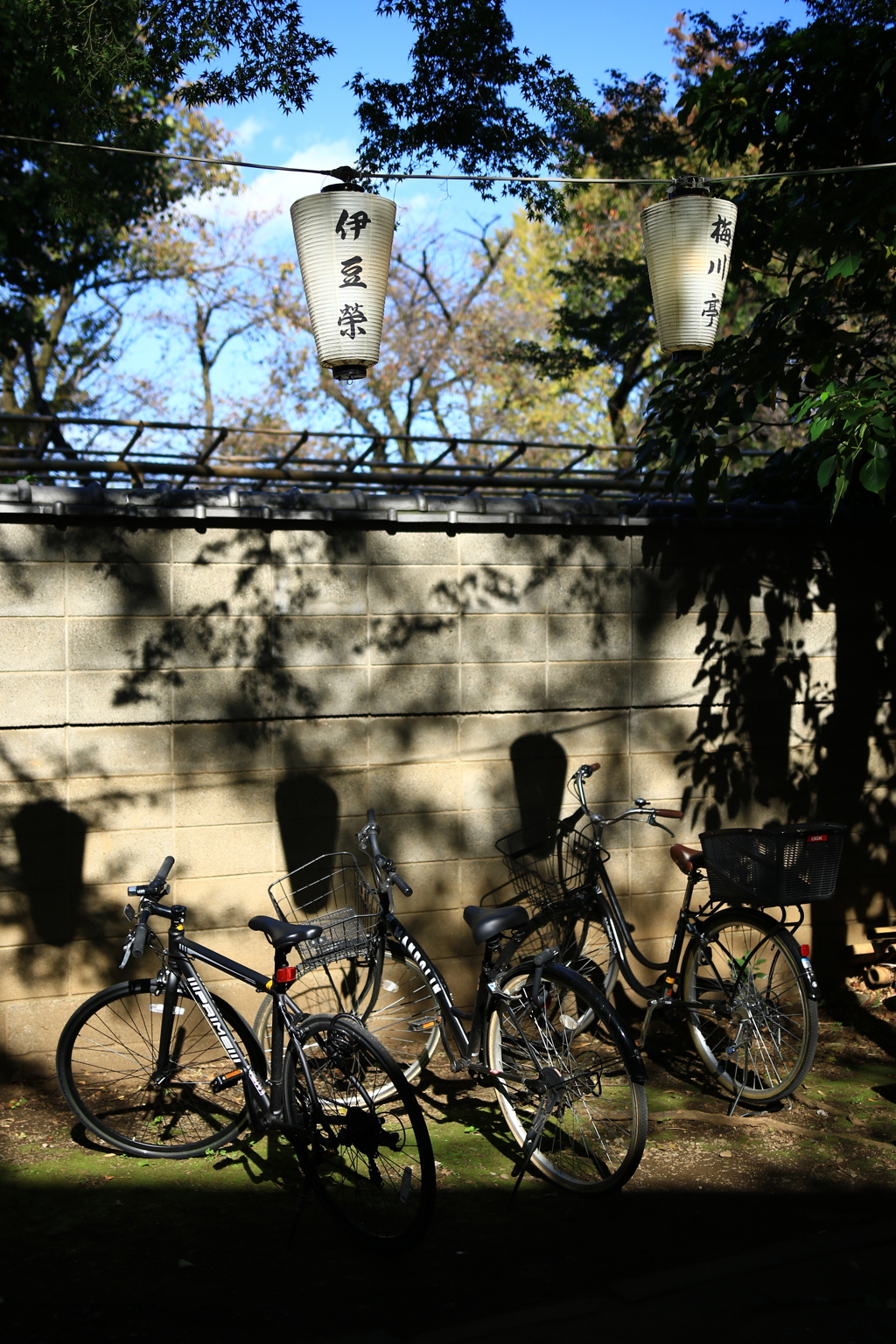 木陰