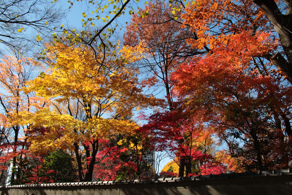 上野・東照宮