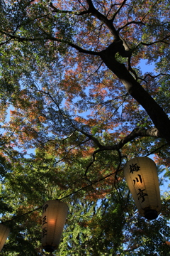 都心も色づき始めました・上野公園