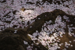 桜・谷中