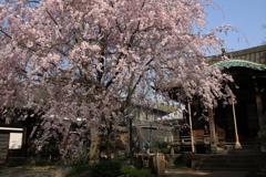 桜・谷中