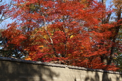 上野・東照宮