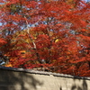 上野・東照宮