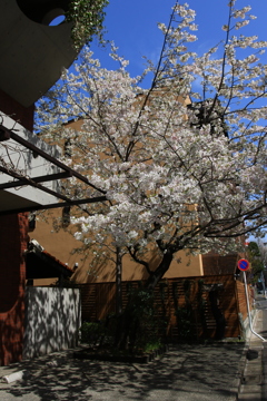 上野・谷中周辺の桜