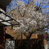 上野・谷中周辺の桜