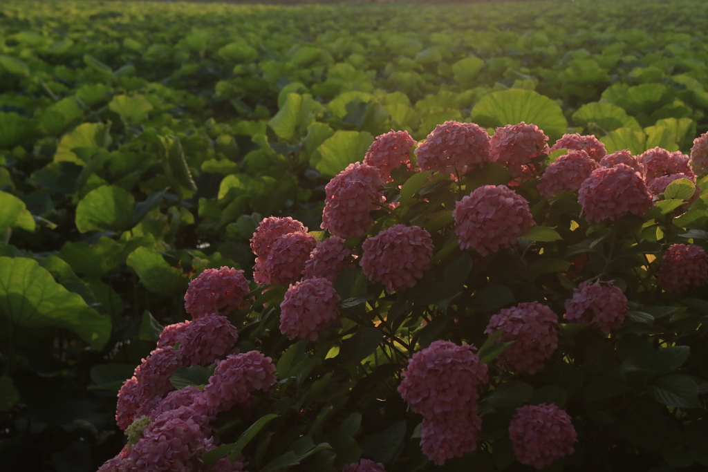 夕暮れの蓮池の畔